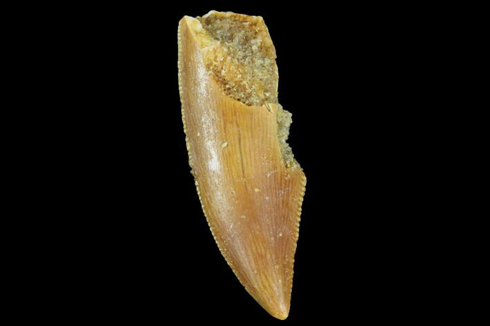 Serrated, Raptor Tooth - Large Specimen #87832